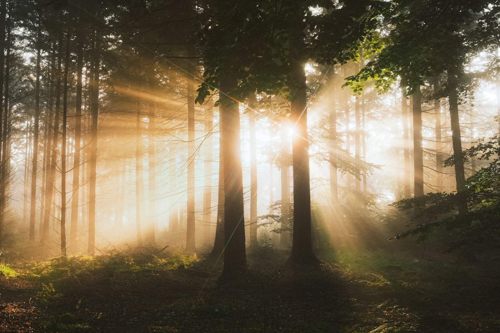 Morning sunlight streaming through the trees of a peaceful green forest